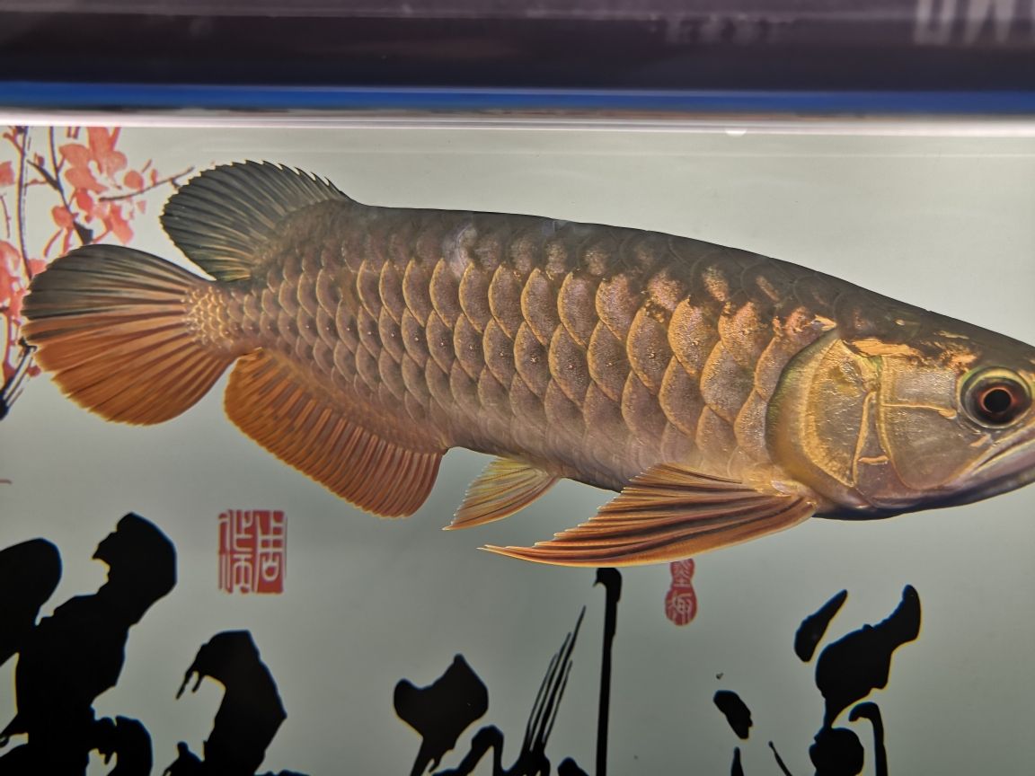 世界上有沒有龍魚這種魚呢（金龍魚是海魚還是淡水魚） iwish愛唯希品牌魚缸 第4張