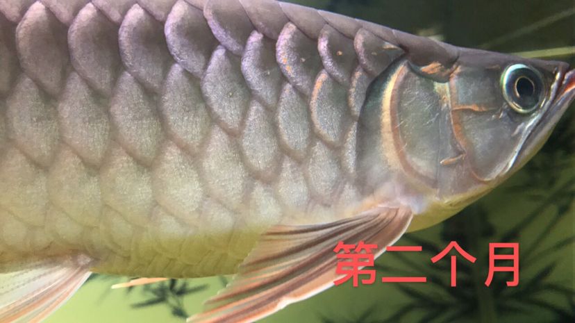 4個(gè)月變化很大(補(bǔ)發(fā)) 觀賞魚(yú)論壇 第3張