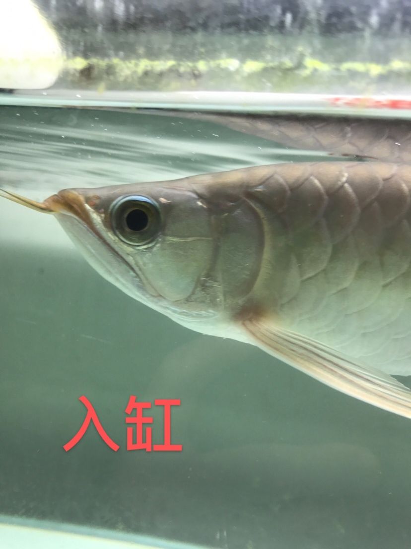 4個(gè)月變化很大(補(bǔ)發(fā)) 觀賞魚(yú)論壇 第1張