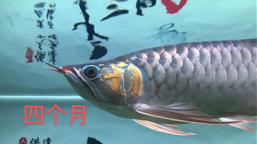 4個(gè)月變化很大(補(bǔ)發(fā)) 觀賞魚(yú)論壇 第5張