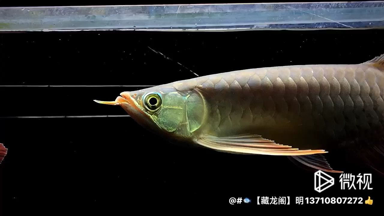 返璞歸真，純白燈 觀賞魚(yú)論壇 第1張