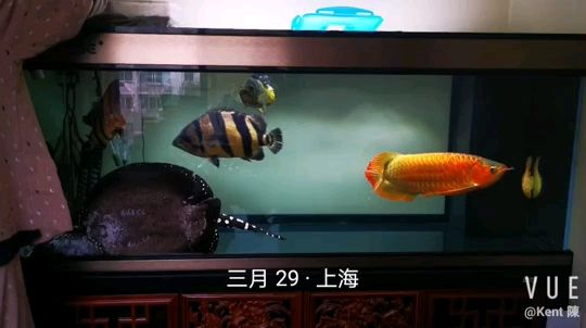 怎樣清洗魚缸的水垢視頻（怎樣徹底清洗魚缸內(nèi)水垢效果好） 照明器材