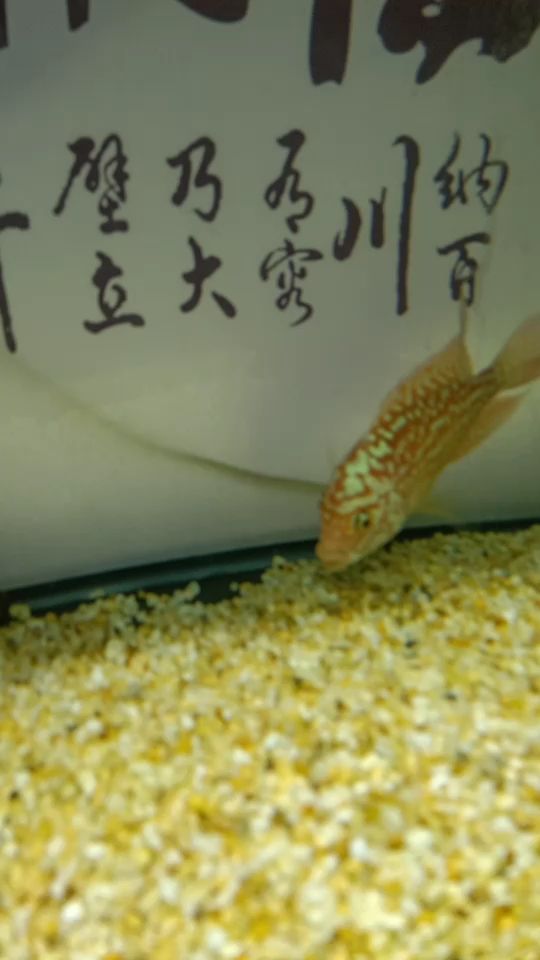 暴脾氣，買個盒子把鸚鵡魚關進去 觀賞魚論壇 第1張