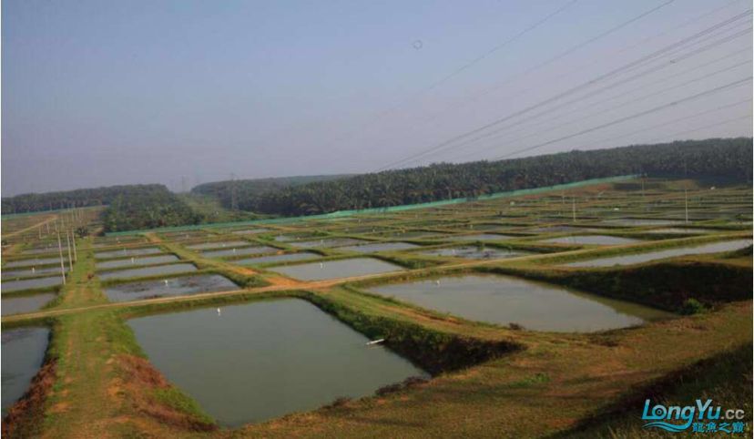 咸陽(yáng)魚缸市場(chǎng)在哪里啊電話號(hào)碼 咸陽(yáng)魚缸市場(chǎng)在哪里啊電話號(hào)碼多少 野生地圖魚 第2張