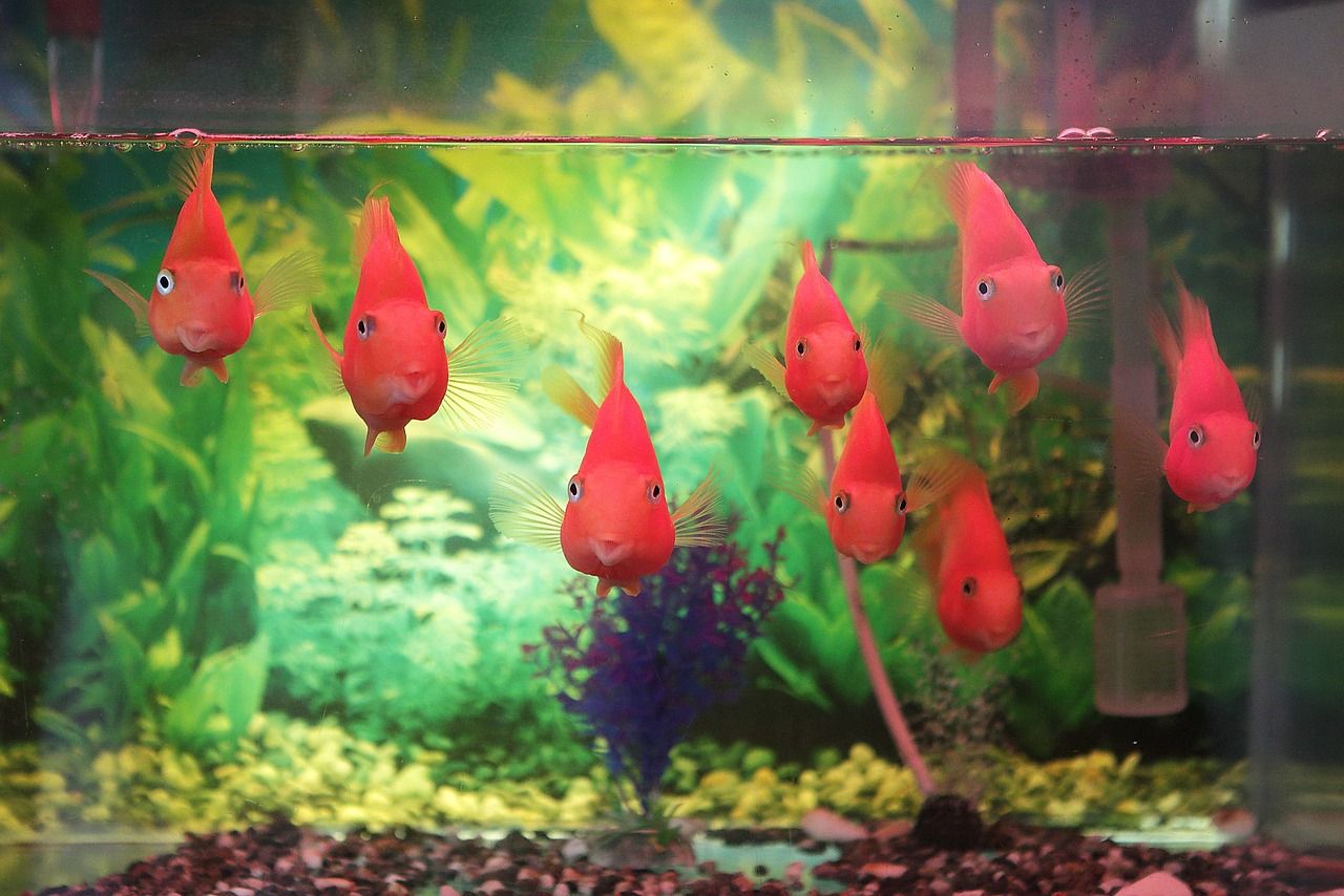 大慶哪里賣魚缸便宜實惠又好用（北京水族箱裝飾用品） 紅白錦鯉魚 第2張