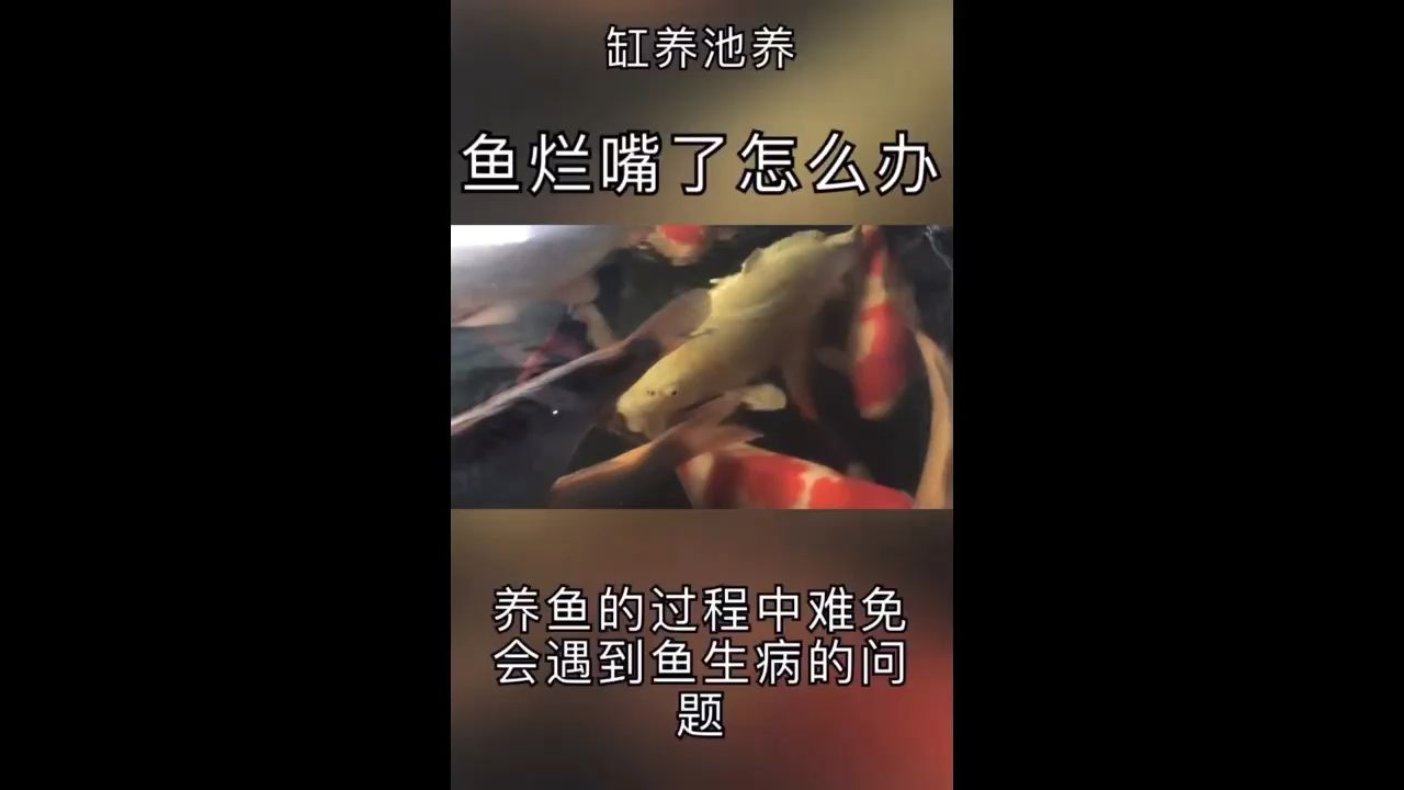 錦鯉魚魚嘴爛了怎么辦？ 觀賞魚論壇 第1張