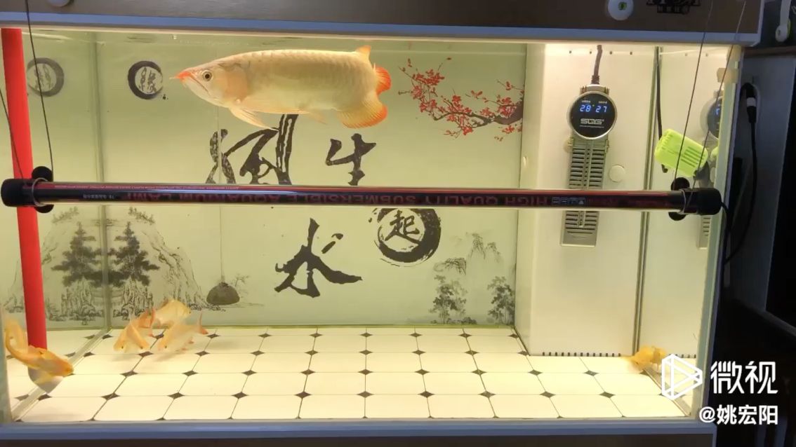 沈陽魚缸定制哪家好一點（沈陽哪里賣魚缸） 水族維護服務（上門） 第1張