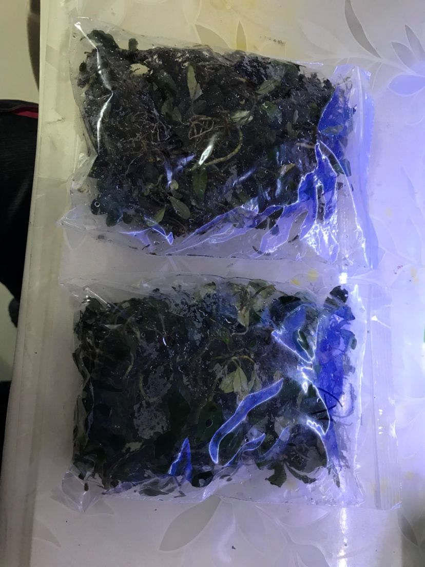 第二次入手辣椒榕 觀賞魚論壇 第4張