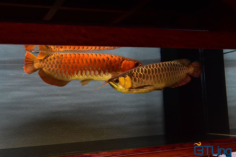 臨河賣觀賞魚的地方在哪 臨河觀賞魚哪兒有賣的 白子球鯊魚