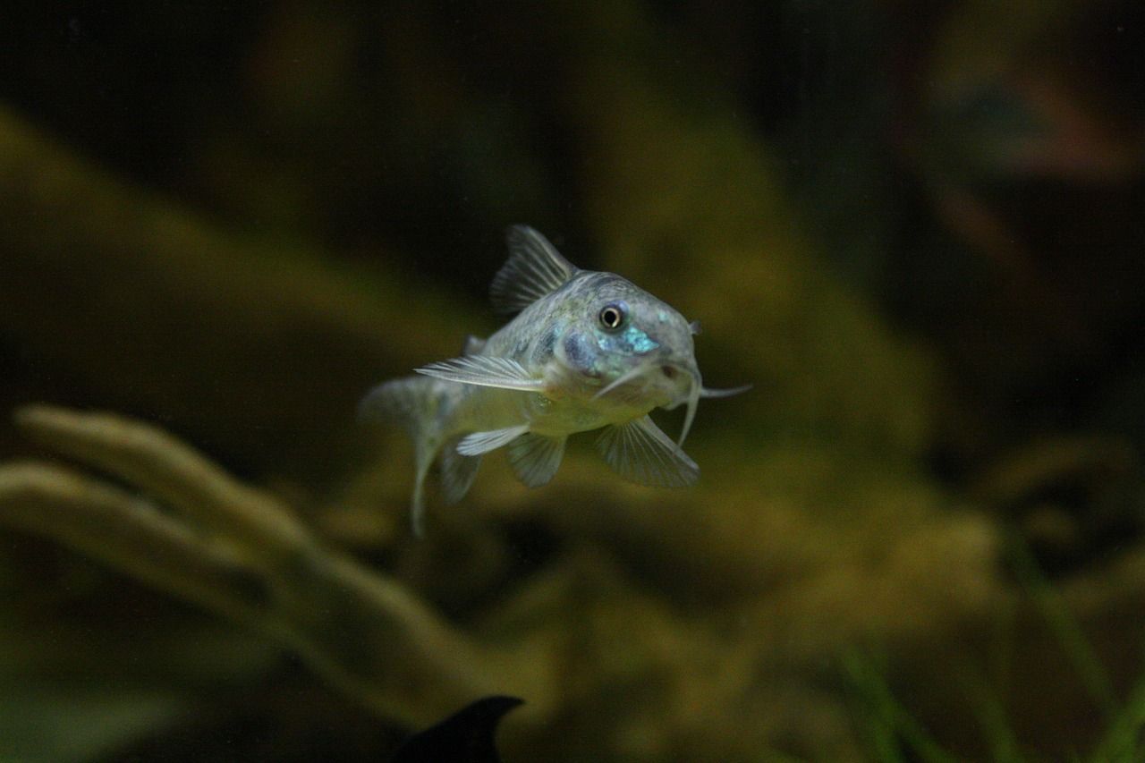 底濾魚缸石頭造景（底濾魚缸出水口石頭堵住，做成造景缸養(yǎng)草沒）