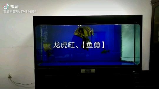 龍虎缸，喂食泥鰍。 觀賞魚論壇 第1張