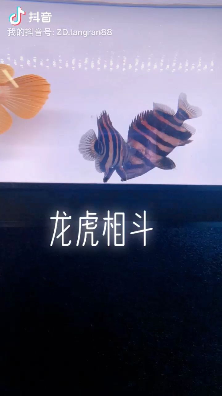 這倆兄die可以喲 觀賞魚論壇 第1張