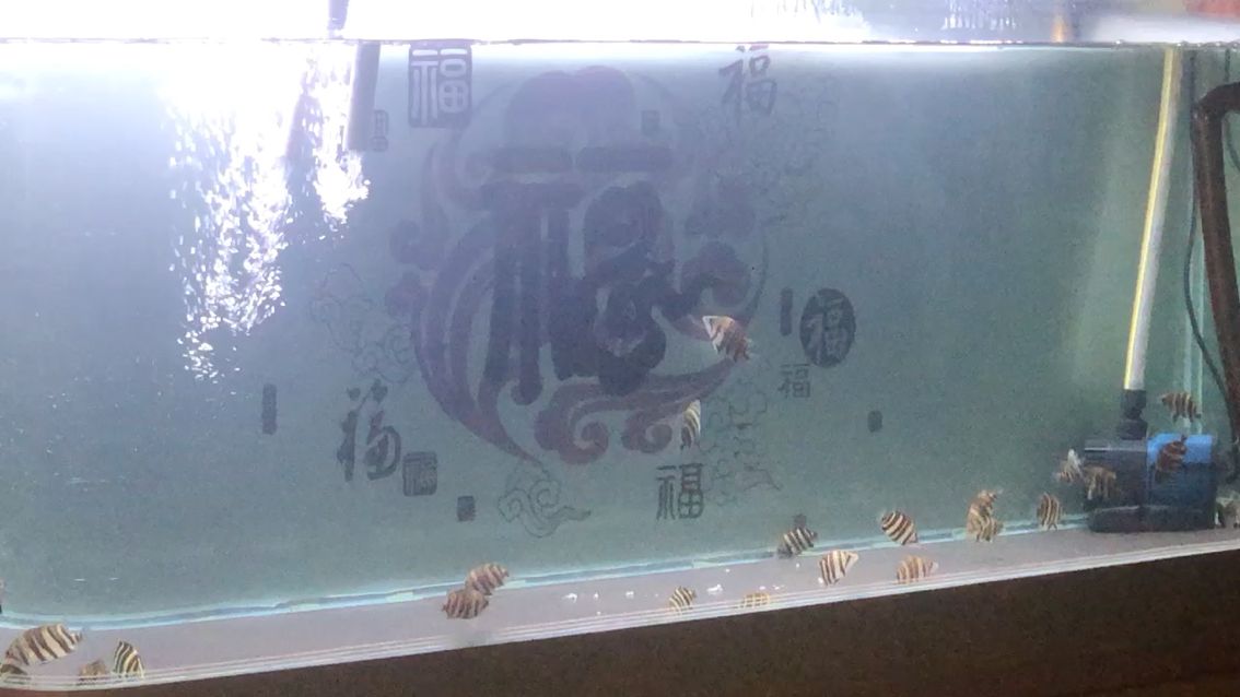 聽說今天溫度14度 觀賞魚論壇 第1張