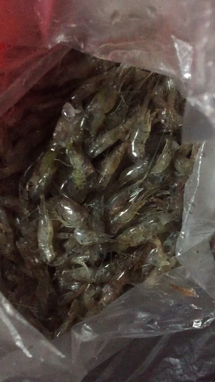 小白一個月的糧食！ 觀賞魚論壇 第1張