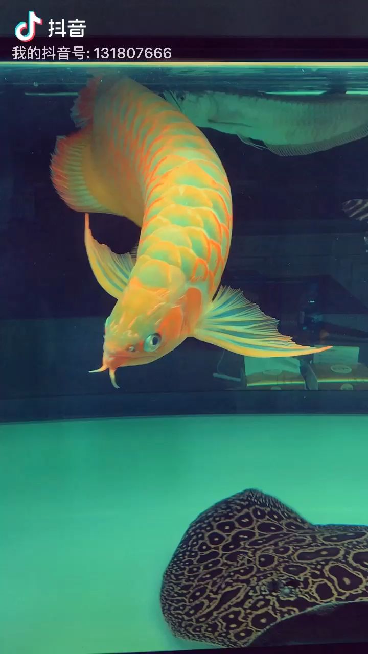 成都魚(yú)缸定制廠家地址電話（ 成都魚(yú)缸批發(fā)廠家直銷(xiāo)） 新加坡號(hào)半紅龍魚(yú)（練手級(jí)紅龍魚(yú)）