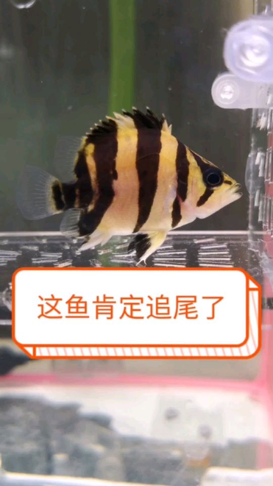 又一條新發(fā)現(xiàn) 觀賞魚(yú)論壇 第1張