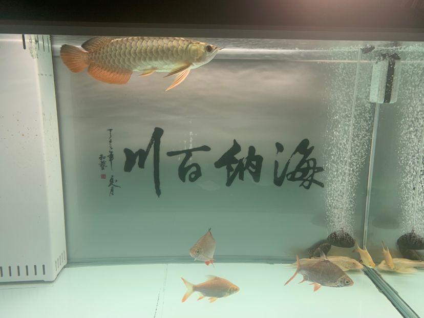 記錄！到家一個(gè)多月了， 觀賞魚論壇 第1張