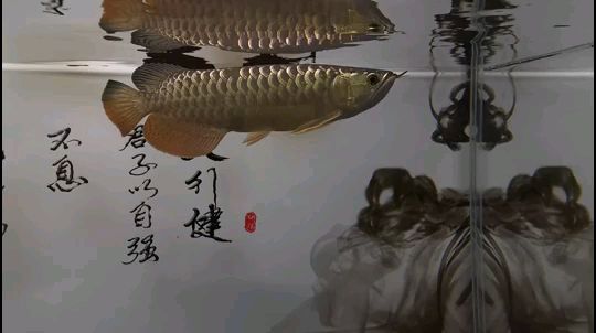 97天 觀賞魚論壇 第1張