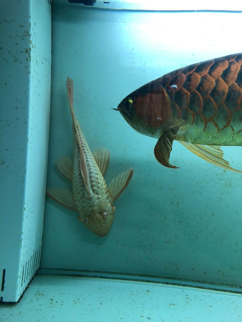 兩條超大女王35CＭ+ 觀賞魚論壇 第1張