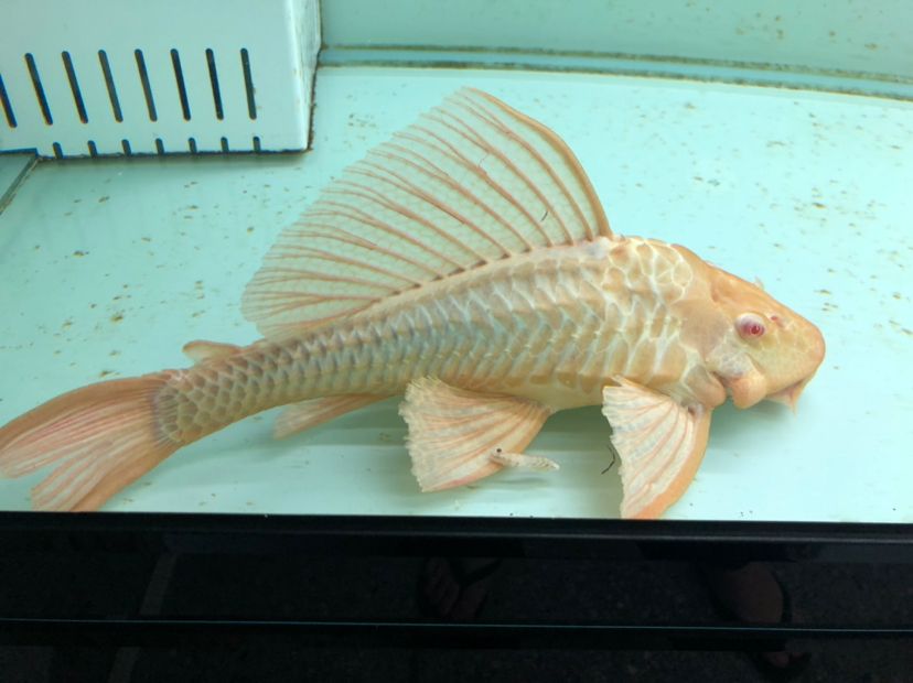 兩條超大女王35CＭ+ 觀賞魚論壇 第4張