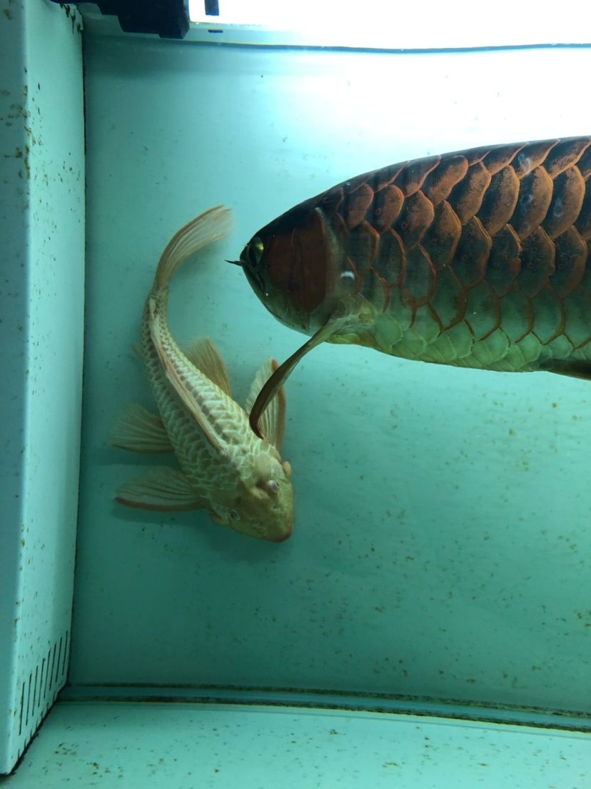 兩條超大女王35CＭ+ 觀賞魚論壇 第2張