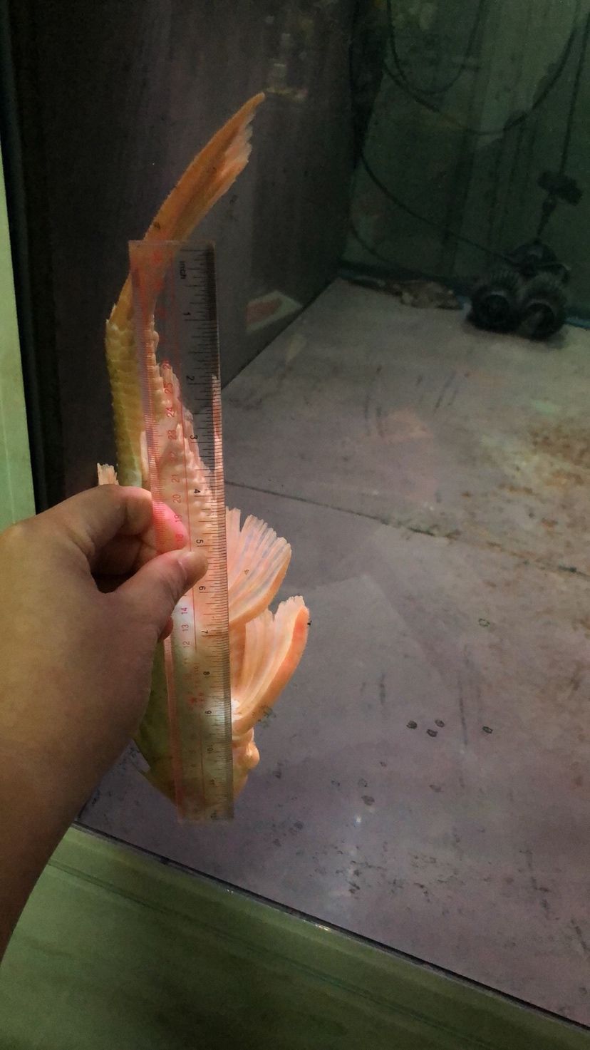 兩條超大女王35CＭ+ 觀賞魚論壇 第5張