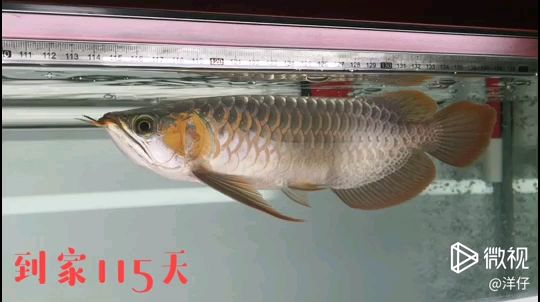 魚缸養(yǎng)魚需要哪些配件，魚缸需要哪些配件