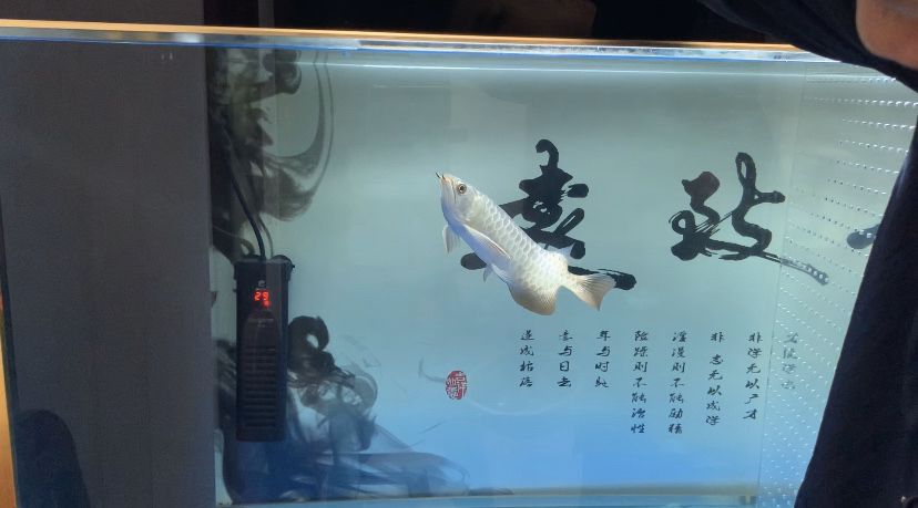 來(lái)來(lái)來(lái) 開(kāi)飯咯 觀賞魚(yú)論壇 第3張