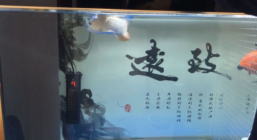 來(lái)來(lái)來(lái) 開(kāi)飯咯 觀賞魚(yú)論壇 第6張