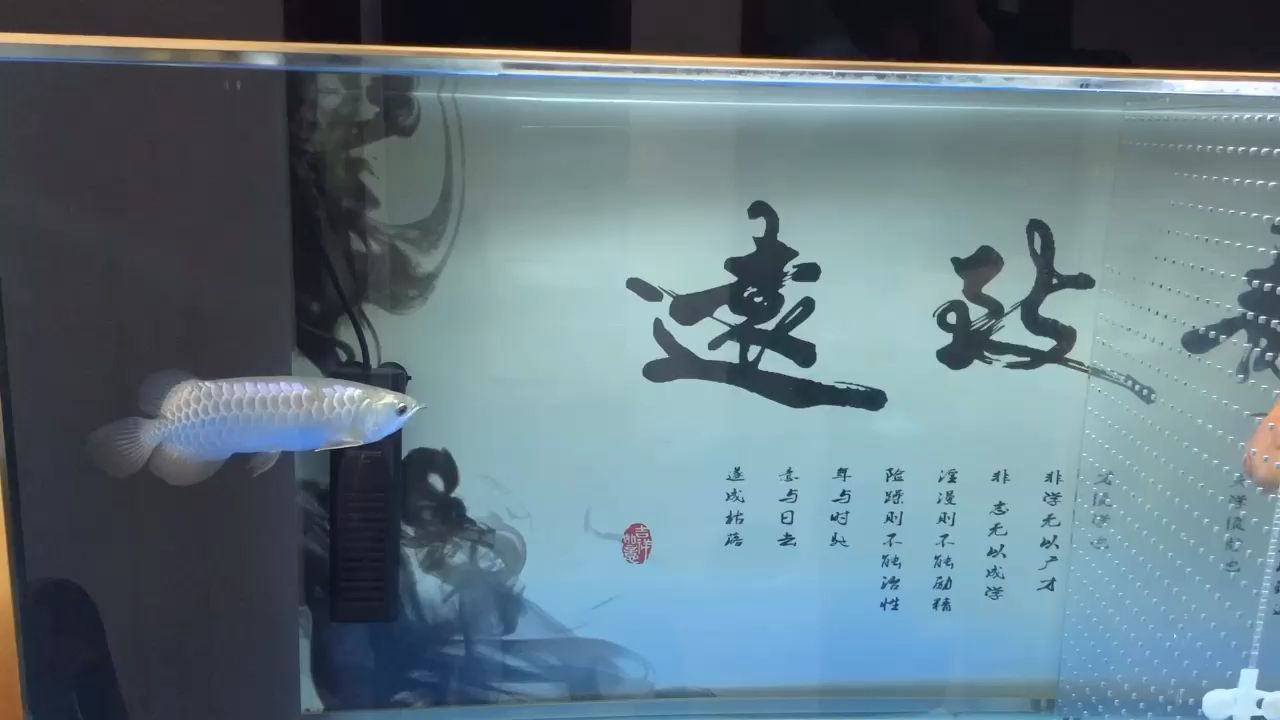 一日之計(jì)在于晨 觀賞魚(yú)論壇 第1張