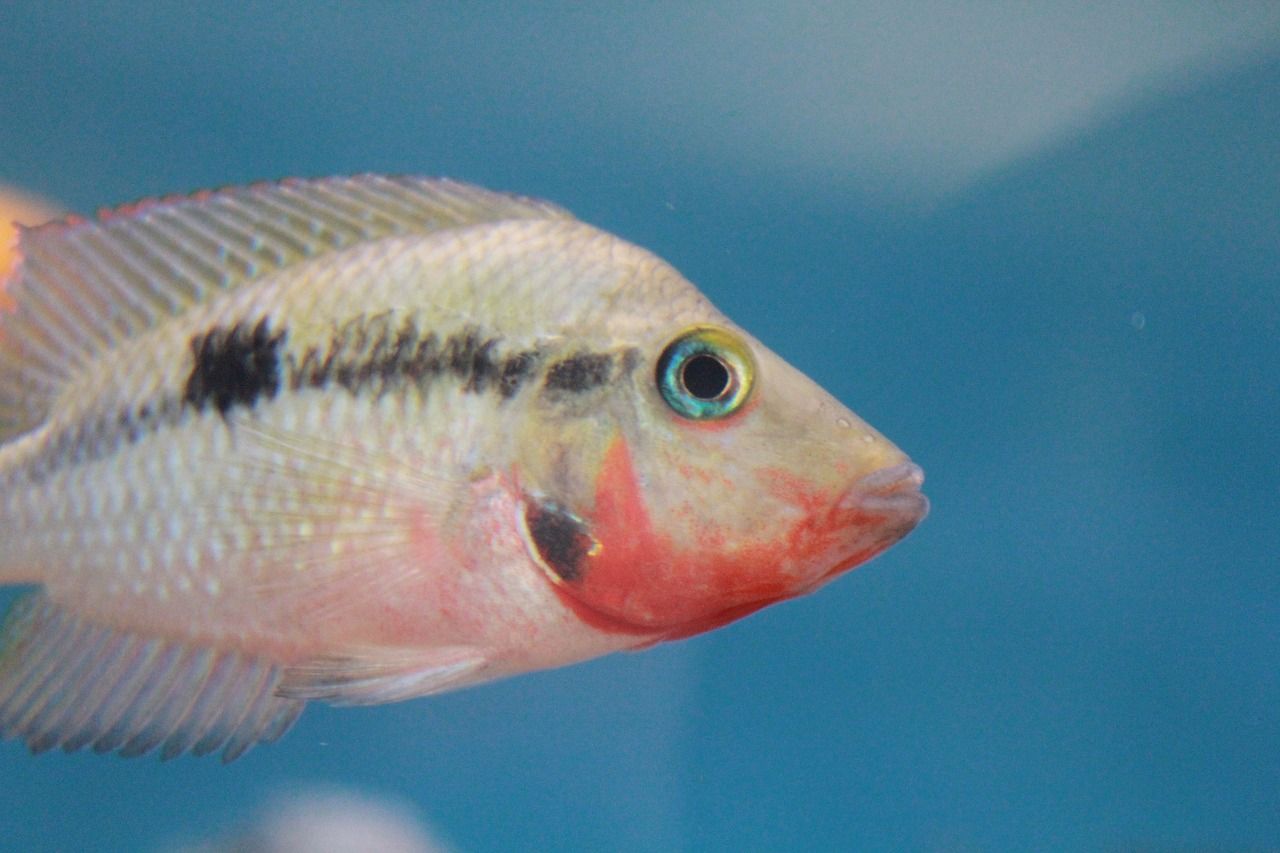 防城港水族批發(fā)市場都在哪里（廣西飲食文化及形成原因） 祥龍金禾金龍魚 第2張