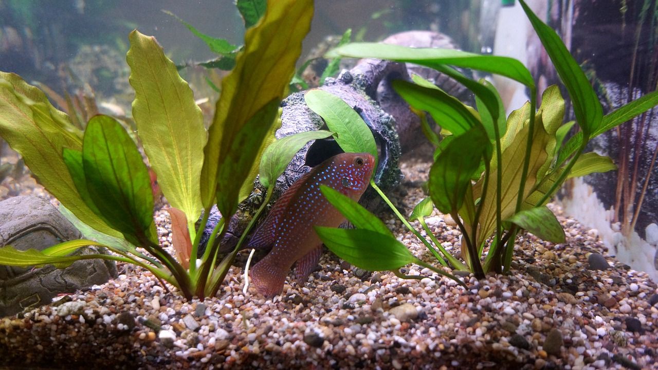 金魚缸清洗工具有哪些品牌（剛買的金魚缸要怎么清洗） 全國水族館企業(yè)名錄 第1張