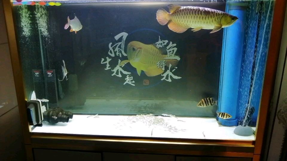 金龍魚一直以來都是這樣的狀態(tài)，沒有好轉(zhuǎn)，現(xiàn)在蝦又沒吃，是想吃面包蟲和蜈蚣[aoman][aoman][aoman] 觀賞魚論壇 第1張