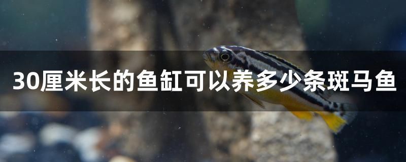 30厘米長的魚缸可以養(yǎng)多少條斑馬魚 喂食器 第1張