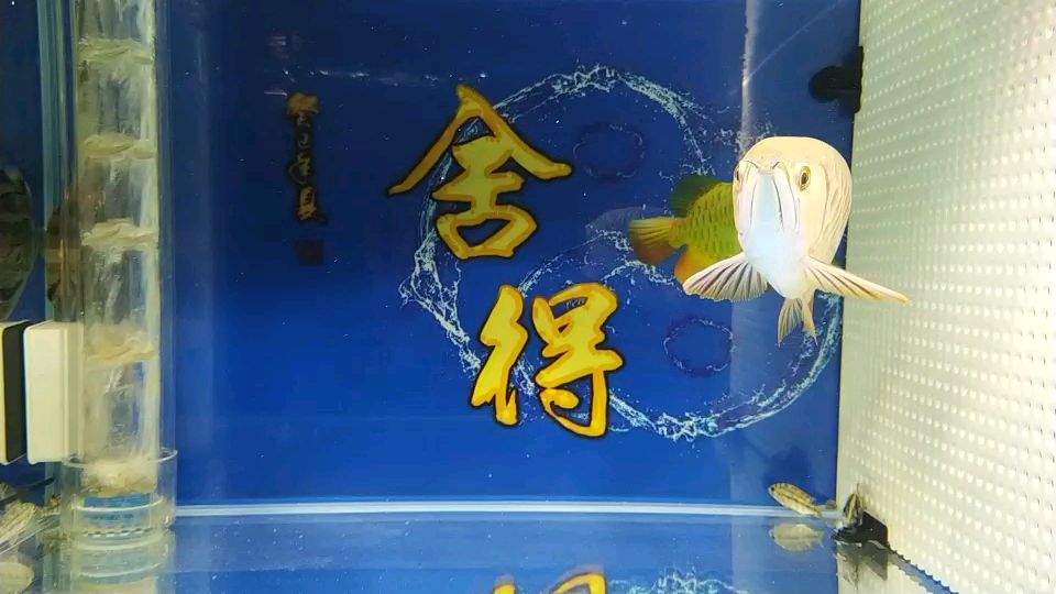 一肥就不怎么要?jiǎng)恿恕daku] 觀賞魚論壇 第1張