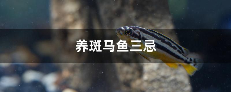 養(yǎng)斑馬魚三忌 大嘴鯨魚 第1張