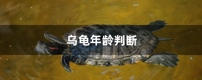 烏龜年齡判斷 觀賞魚 第1張