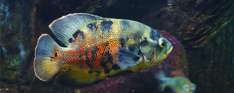 地圖魚怎么喂食怎么換水 泰國虎魚（泰虎） 第1張