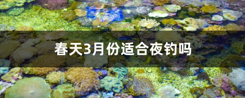 春天3月份適合夜釣嗎 海象魚(yú) 第1張