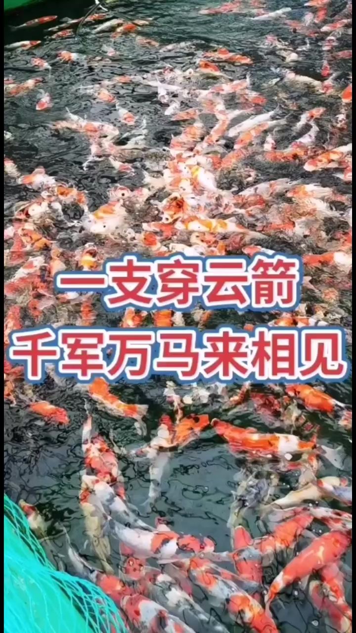 欣賞一下吧，喂魚！ 觀賞魚論壇 第1張