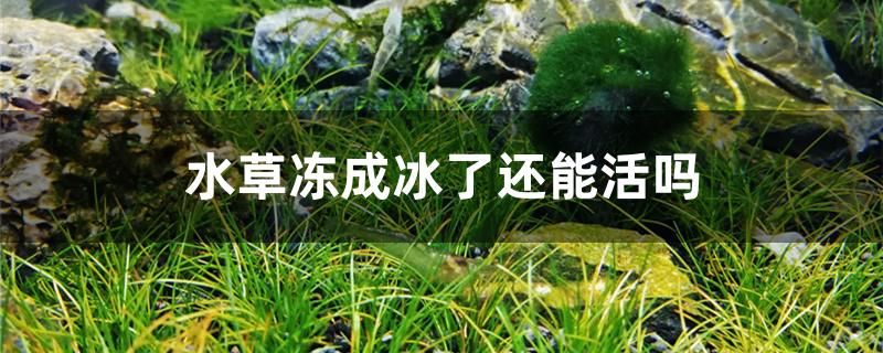 水草凍成冰了還能活嗎 白子黃化銀龍魚 第1張