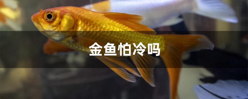 金魚怕冷嗎 飛鳳魚 第1張