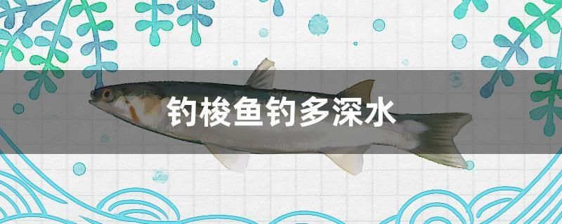 釣梭魚釣多深水 斯維尼關(guān)刀魚 第1張