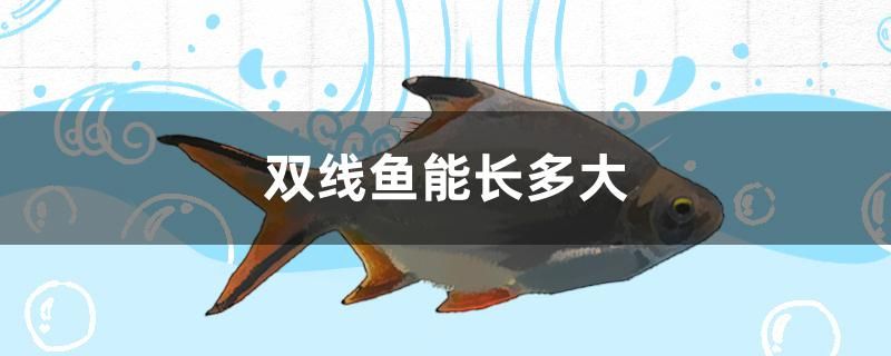 雙線魚能長多大