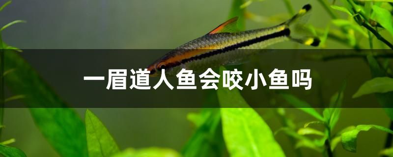 一眉道人魚(yú)會(huì)咬小魚(yú)嗎