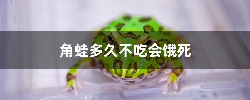 角蛙多久不吃會餓死