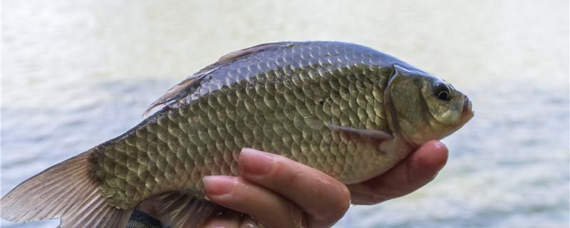 野釣鯽魚小技巧 狗仔招財貓魚 第2張