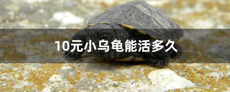 10元小烏龜能活多久 魚缸水質(zhì)穩(wěn)定劑 第1張