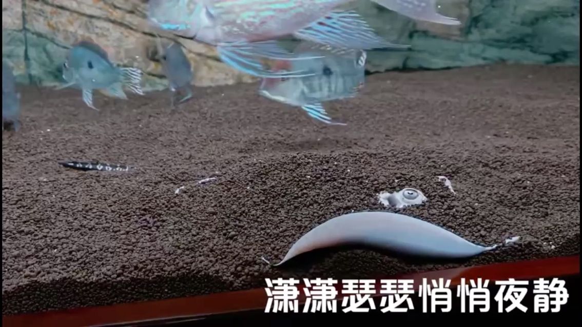 觀賞魚認(rèn)識(shí)主人嗎圖片（ 觀賞魚鑒賞與飼養(yǎng)） 委內(nèi)瑞拉奧里諾三間魚