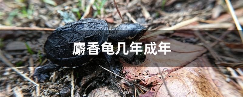 麝香龜幾年成年 豹紋夫魚苗 第1張